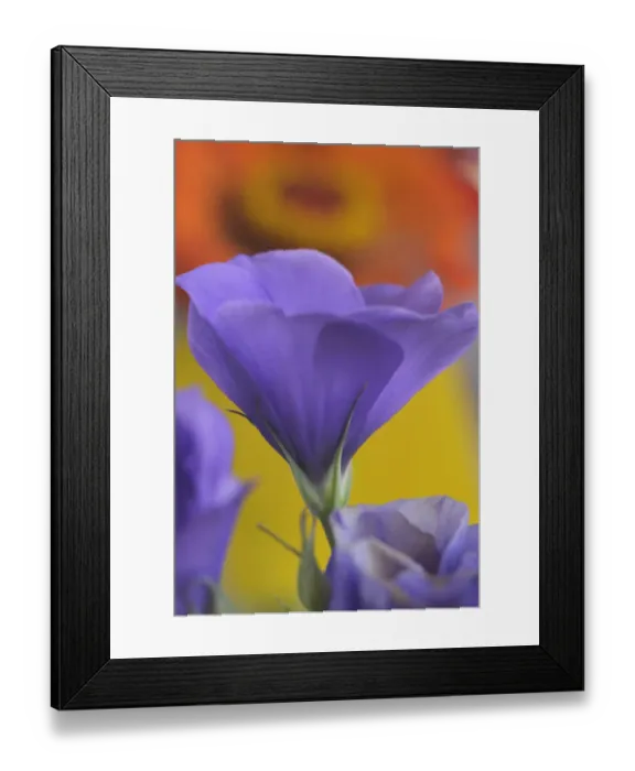 Framed Print : Close-up of Lisianthus bloom in Portland, Oregon Framed Print : Close-up of Lisianthus bloom in Portland, Oregon