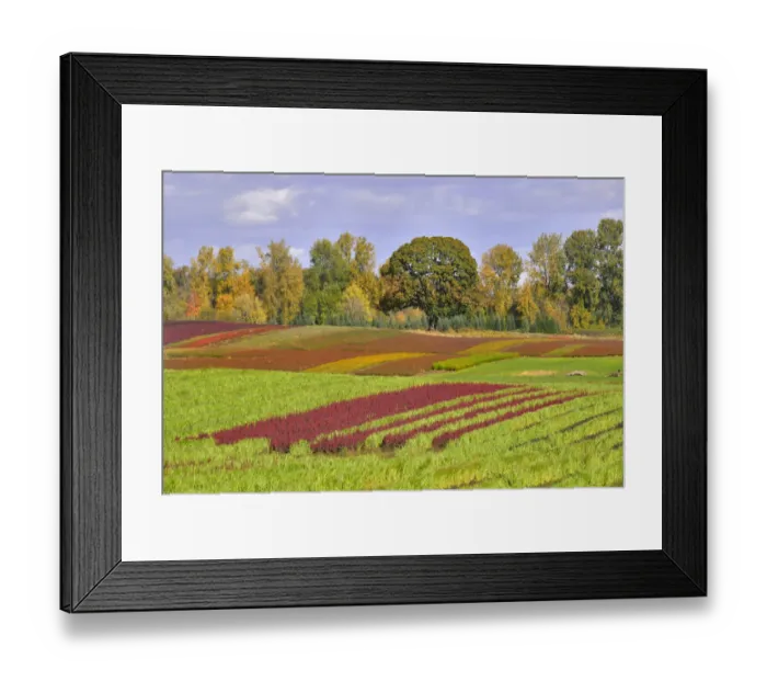 Framed Print : USA, Oregon, Sauvie Island. Rows of crops on farm Framed Print : USA, Oregon, Sauvie Island. Rows of crops on farm