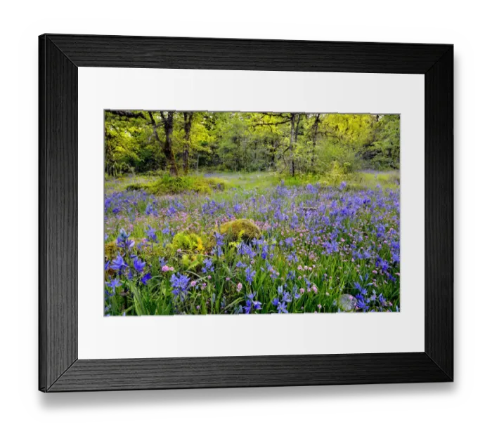 Framed Print : USA, Oregon, Camassia Natural Area. Field with blue and pink flowers