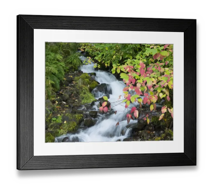 Framed Print : OR, Columbia River Gorge National Scenic Area, Wahkeena Creek Framed Print : OR, Columbia River Gorge National Scenic Area, Wahkeena Creek
