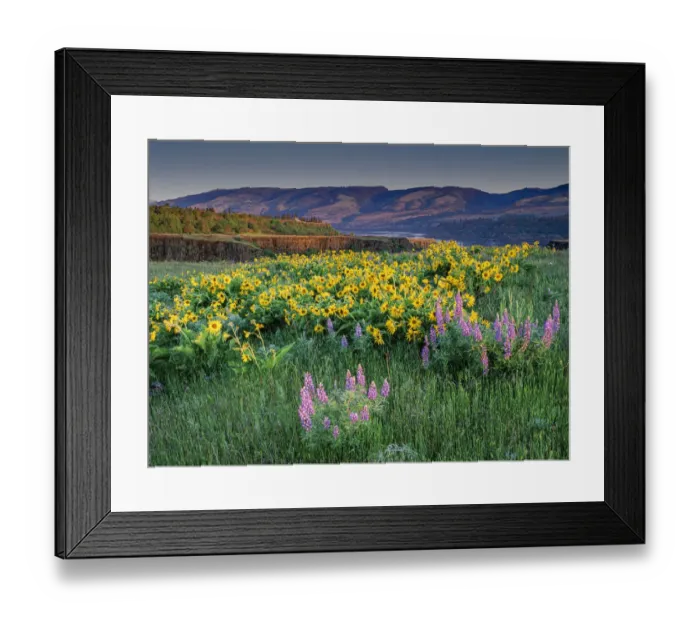 Framed Print : Lupine and balsamroot wildflowers at Columbia River Gorge near Hood River, Oregon Framed Print : Lupine and balsamroot wildflowers at Columbia River Gorge near Hood River, Oregon
