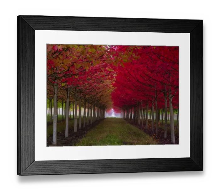 Framed Print : USA, Oregon, Forest Grove. A grove of trees in full autumn red Framed Print : USA, Oregon, Forest Grove. A grove of trees in full autumn red