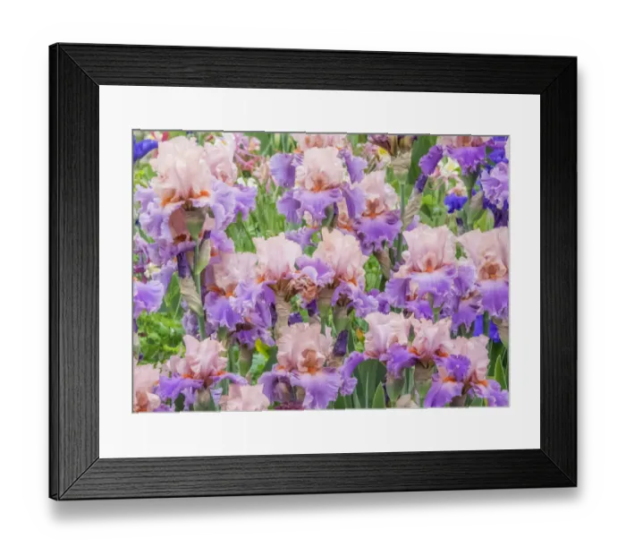 Framed Print : USA, Oregon, Salem, Bearded Iris springtime bloom Framed Print : USA, Oregon, Salem, Bearded Iris springtime bloom