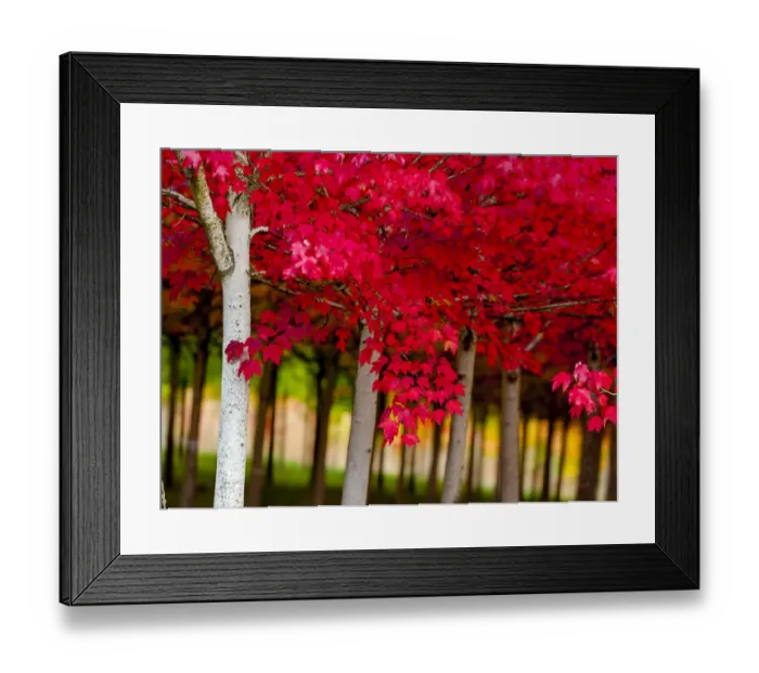 Framed Print : USA, Oregon, Forest Grove. A grove of trees in full autumn red