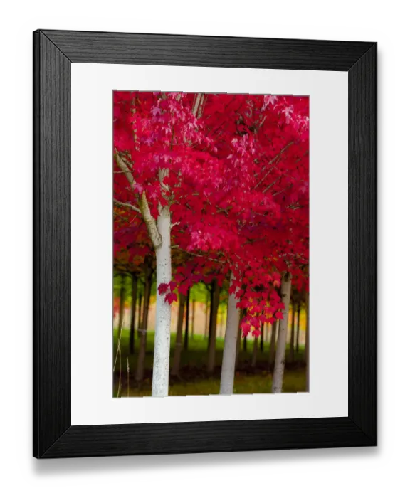 Framed Print : USA, Oregon, Forest Grove. A grove of trees in full autumn red Framed Print : USA, Oregon, Forest Grove. A grove of trees in full autumn red