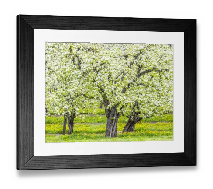 Framed Print : USA, Oregon, Hood River, spring blooming apple tree orchard Framed Print : USA, Oregon, Hood River, spring blooming apple tree orchard