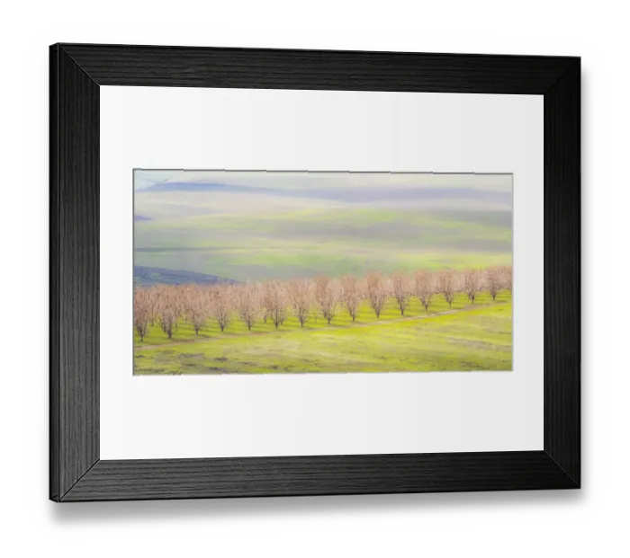 Framed Print : USA, Oregon, The Dalles, Orchard just south of The Dalles cherry trees Framed Print : USA, Oregon, The Dalles, Orchard just south of The Dalles cherry trees