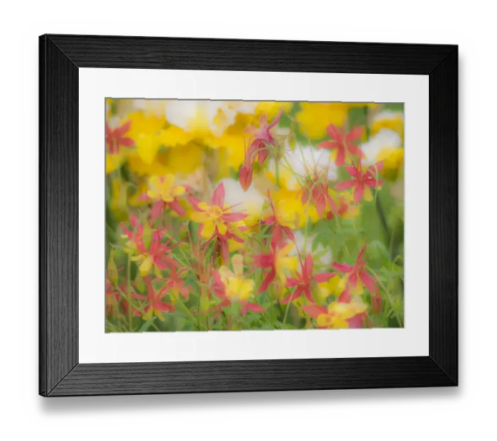 Framed Print : USA, Oregon, Salem, Columbine in display garden Framed Print : USA, Oregon, Salem, Columbine in display garden