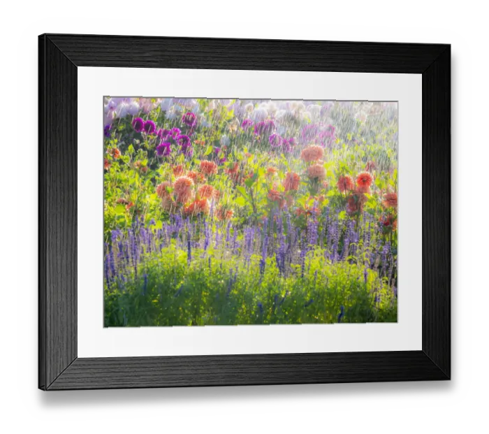 Framed Print : USA, Oregon, Canby, Swam Island Dahlias, water coming down on flowers Framed Print : USA, Oregon, Canby, Swam Island Dahlias, water coming down on flowers