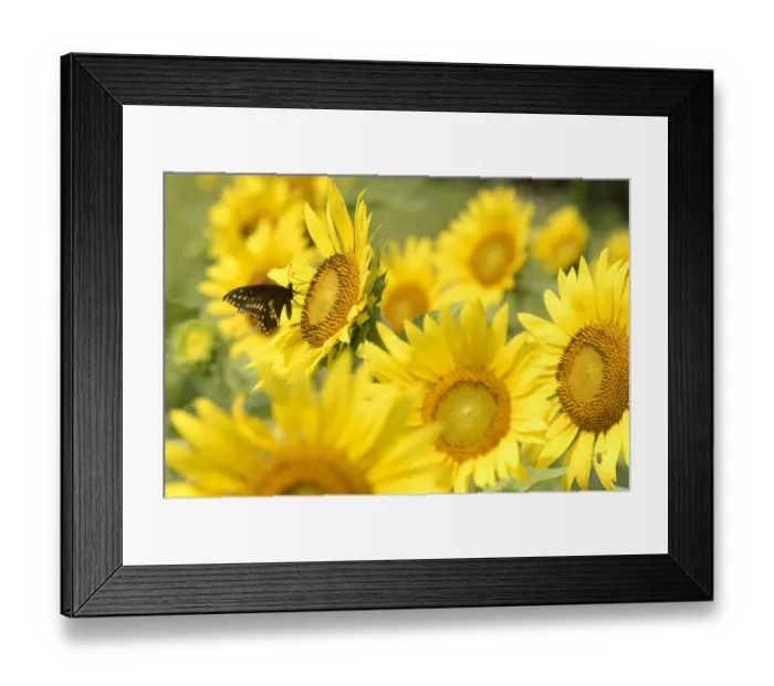 Framed Print : USA, Tennessee. TWRA wildlife management area Forks of the River plant 70 acres of Framed Print : USA, Tennessee. TWRA wildlife management area Forks of the River plant 70 acres of