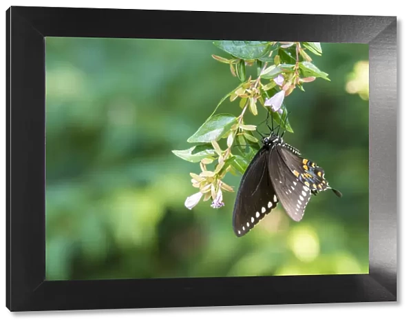 USA, Tennessee. Spicebush Swallowtail (Papilio troilus) on glossy abelia