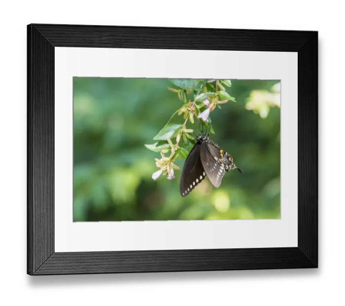 Framed Print : USA, Tennessee. Spicebush Swallowtail (Papilio troilus) on glossy abelia Framed Print : USA, Tennessee. Spicebush Swallowtail (Papilio troilus) on glossy abelia