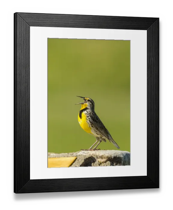 Framed Print : USA, South Dakota, Custer State Park. Western meadowlark singing atop rock