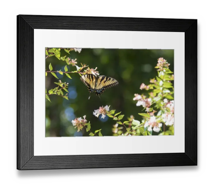 Framed Print : USA, Tennessee. Eastern Tiger Swallowtail gathers nectar on glossy abelia flowers Framed Print : USA, Tennessee. Eastern Tiger Swallowtail gathers nectar on glossy abelia flowers