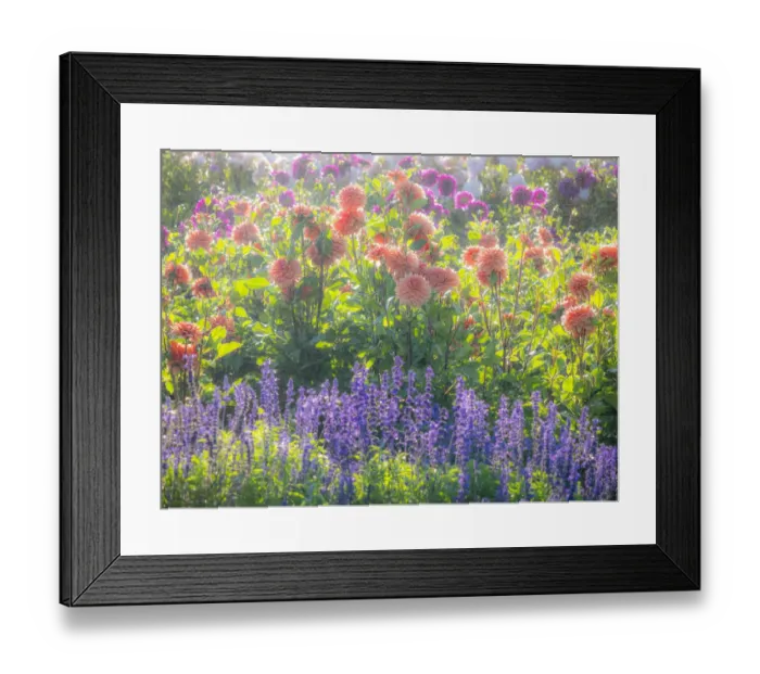 Framed Print : USA, Oregon, Canby, Swam Island Dahlias, water coming down on flowers Framed Print : USA, Oregon, Canby, Swam Island Dahlias, water coming down on flowers