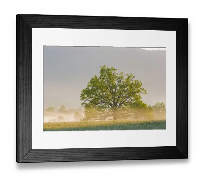 Framed Print : Sunrise and fog Cades Cove, Great Smoky Mountains National Park, Tennessee Framed Print : Sunrise and fog Cades Cove, Great Smoky Mountains National Park, Tennessee