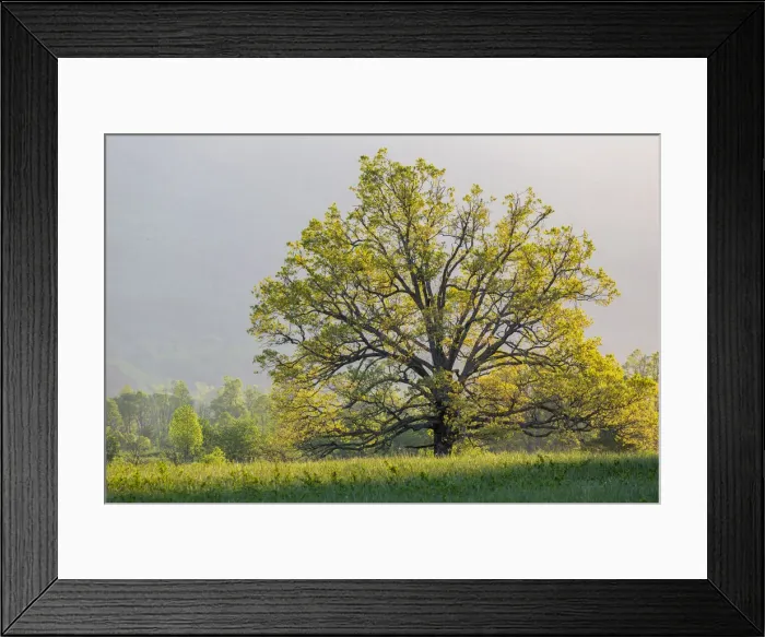Framed Print : Sunrise in Cades Cove in spring, Great Smoky Mountains National Park, Tennessee Framed Print : Sunrise in Cades Cove in spring, Great Smoky Mountains National Park, Tennessee