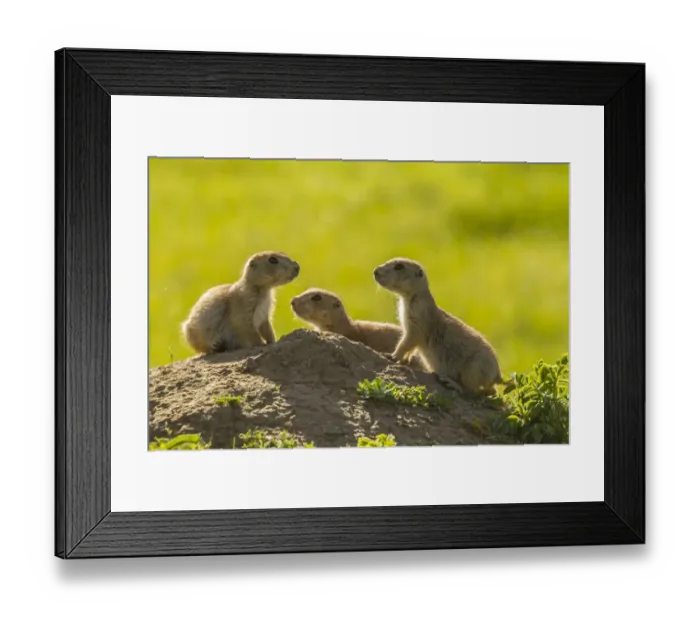 Framed Print : USA, South Dakota, Custer State Park. Young prairie dogs at den Framed Print : USA, South Dakota, Custer State Park. Young prairie dogs at den