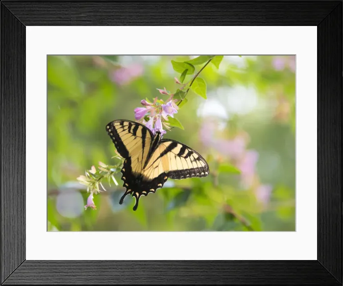 Framed Print : USA, Tennessee. Tiger Swallowtail gets nectar from glossy abelia flowers Framed Print : USA, Tennessee. Tiger Swallowtail gets nectar from glossy abelia flowers