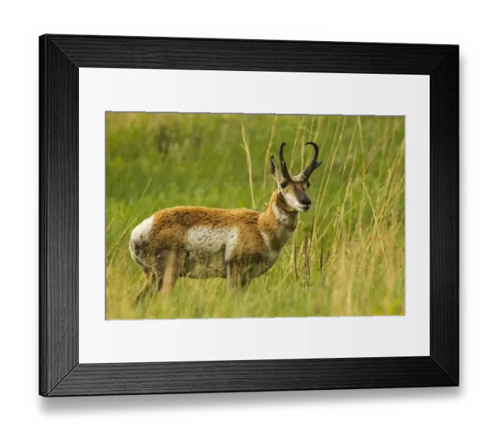 Framed Print : USA, South Dakota, Custer State Park. Pronghorn antelope buck Framed Print : USA, South Dakota, Custer State Park. Pronghorn antelope buck