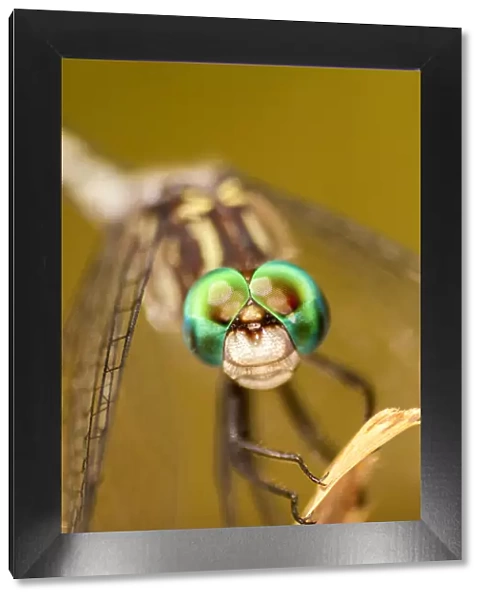 USA, Texas, McMullen County. Close-up of dragonfly