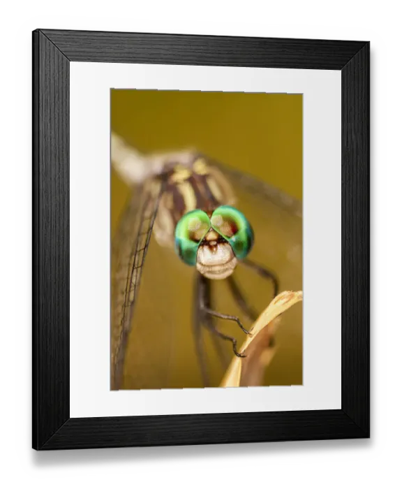 Framed Print : USA, Texas, McMullen County. Close-up of dragonfly