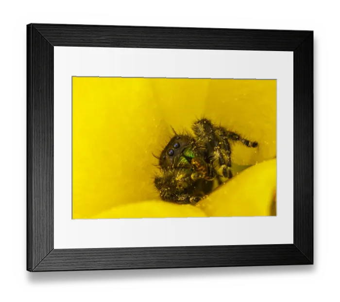 Framed Print : USA, Texas, McMullen County. Jumping spider inside prickly pear cactus blossom Framed Print : USA, Texas, McMullen County. Jumping spider inside prickly pear cactus blossom