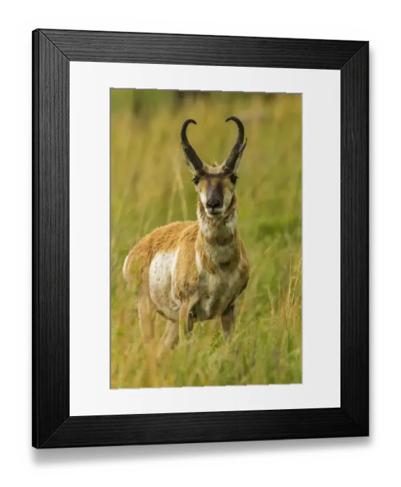 Framed Print : USA, South Dakota, Custer State Park. Pronghorn antelope buck Framed Print : USA, South Dakota, Custer State Park. Pronghorn antelope buck