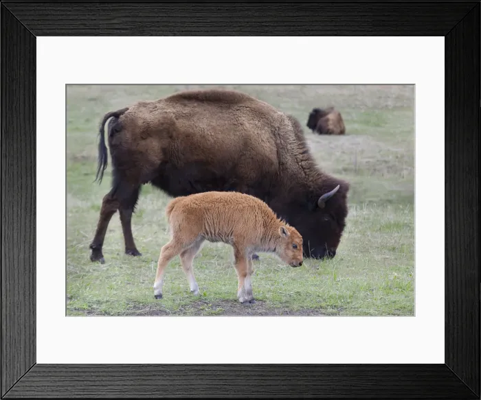 Framed Print : South Dakota, Custer State Park, Bison mother and calf, Bison bison Framed Print : South Dakota, Custer State Park, Bison mother and calf, Bison bison