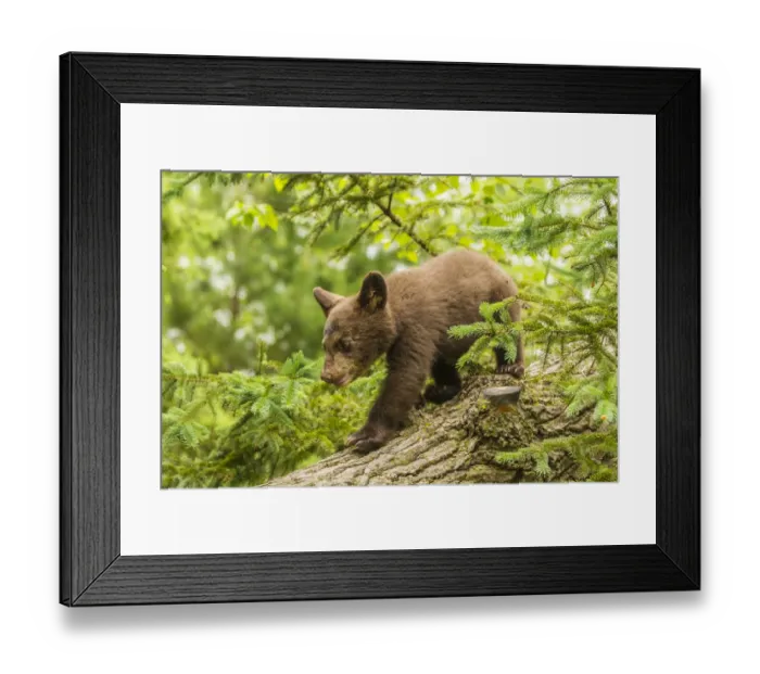 Framed Print : USA, Minnesota, black bear cub, captive Framed Print : USA, Minnesota, black bear cub, captive