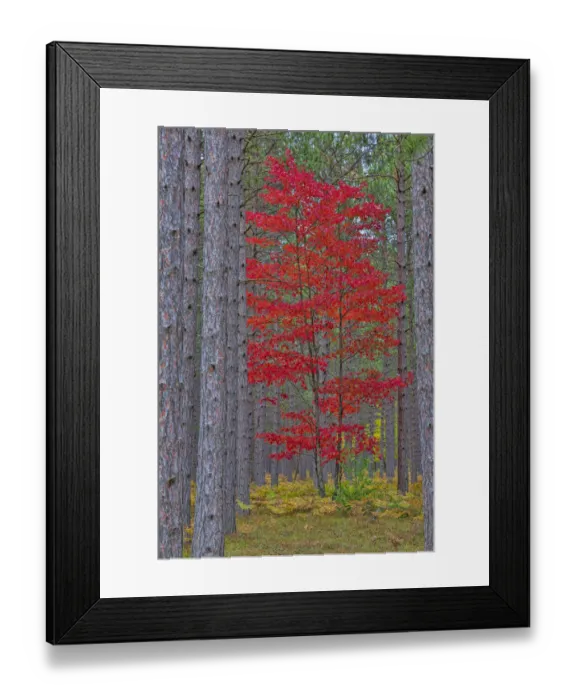 Framed Print : Red Maple tree in pine forest in fall, Alger County, Michigan