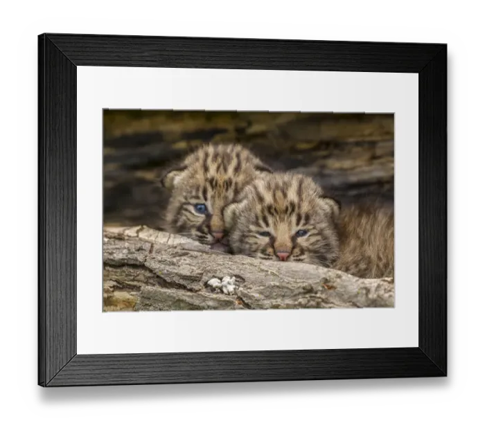 Framed Print : USA, Minnesota, Pine County. Bobcat kittens close-up. Credit as Framed Print : USA, Minnesota, Pine County. Bobcat kittens close-up. Credit as