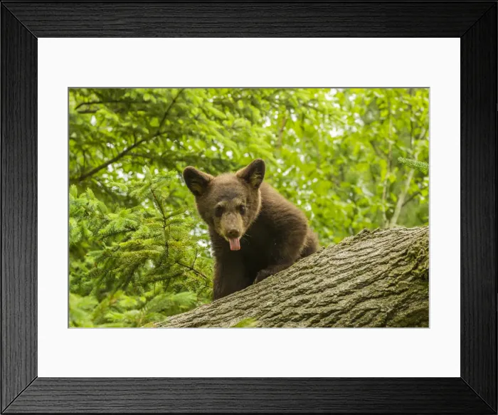 Framed Print : USA, Minnesota, Pine County. Black bear cub on tree. Credit as Framed Print : USA, Minnesota, Pine County. Black bear cub on tree. Credit as