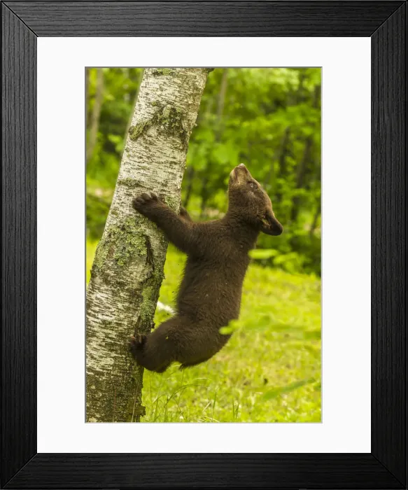 Framed Print : USA, Minnesota, Pine County. Black bear cub climbing tree Framed Print : USA, Minnesota, Pine County. Black bear cub climbing tree