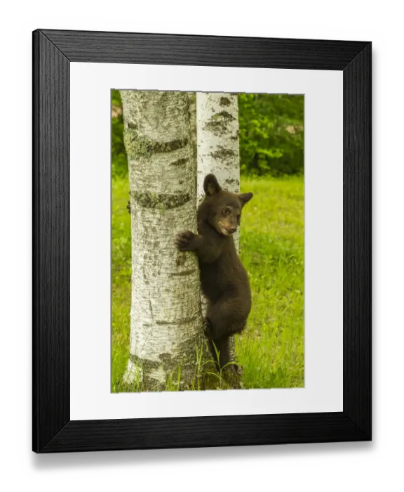 Framed Print : USA, Minnesota, black bear cub climbing tree, captive Framed Print : USA, Minnesota, black bear cub climbing tree, captive