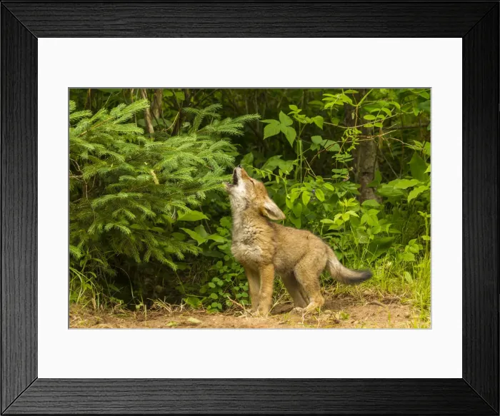 Framed Print : USA, Minnesota, coyote pup howling at den, captive