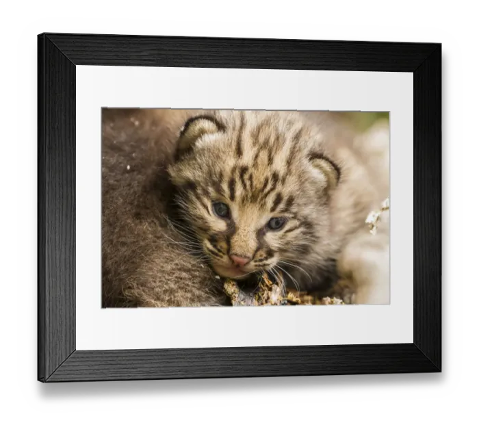 Framed Print : USA, Minnesota, Pine County. Bobcat kitten close-up. Credit as Framed Print : USA, Minnesota, Pine County. Bobcat kitten close-up. Credit as