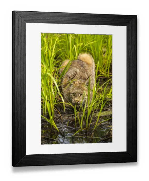 Framed Print : USA, Minnesota, Pine County. Lynx close-up. Credit as: Cathy & Gordon Illg  /  Jaynes