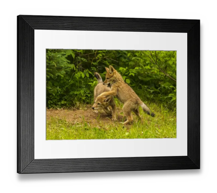 Framed Print : USA, Minnesota, Pine County. Coyote pups playing at den