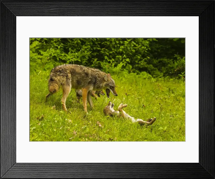 Framed Print : USA, Minnesota, Pine County. Coyote mother with pups. Credit as