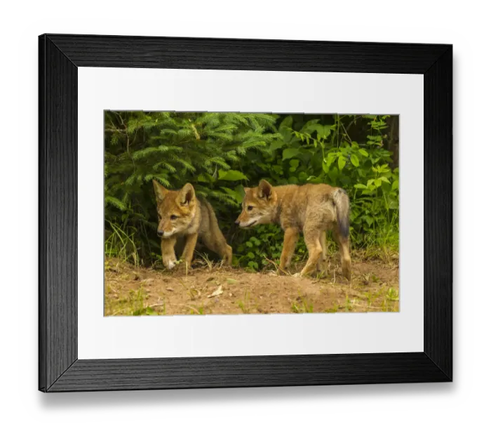 Framed Print : USA, Minnesota, coyote pups at den, captive Framed Print : USA, Minnesota, coyote pups at den, captive