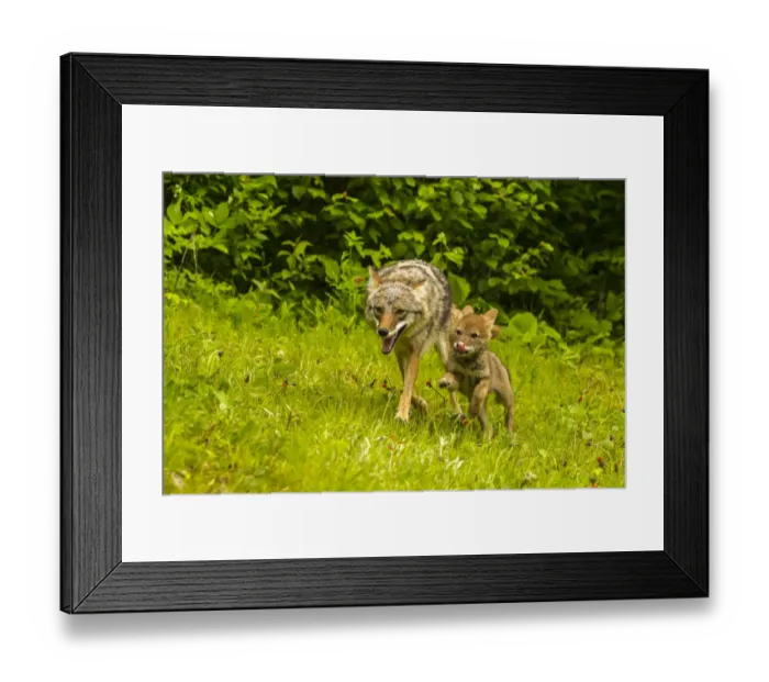 Framed Print : USA, Minnesota, Pine County. Coyote mother with pup. Credit as