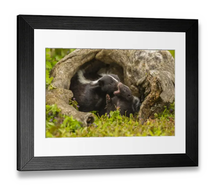 Framed Print : USA, Minnesota, Pine County. Striped skunk mother with kit