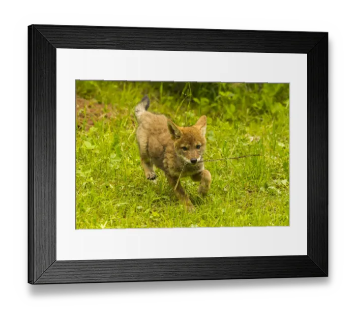 Framed Print : USA, Minnesota, Pine County. Coyote pup playing with stick Framed Print : USA, Minnesota, Pine County. Coyote pup playing with stick