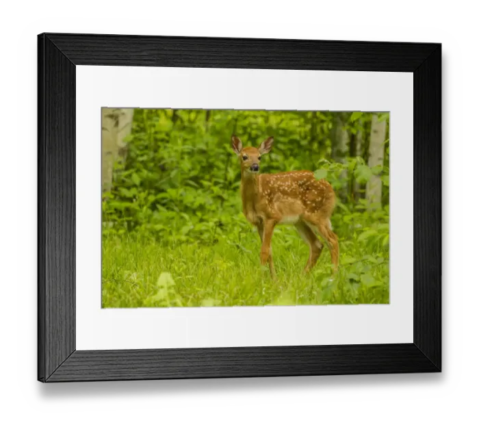 Framed Print : USA, Minnesota, Pine County. White-tailed deer fawn close-up Framed Print : USA, Minnesota, Pine County. White-tailed deer fawn close-up