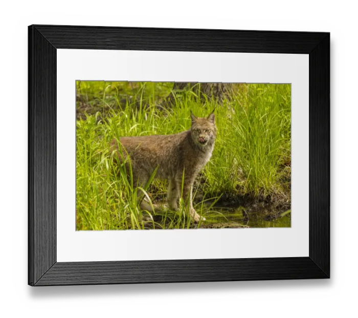 Framed Print : USA, Minnesota, Pine County. Lynx close-up. Credit as: Cathy & Gordon Illg / Jaynes Framed Print : USA, Minnesota, Pine County. Lynx close-up. Credit as: Cathy & Gordon Illg / Jaynes