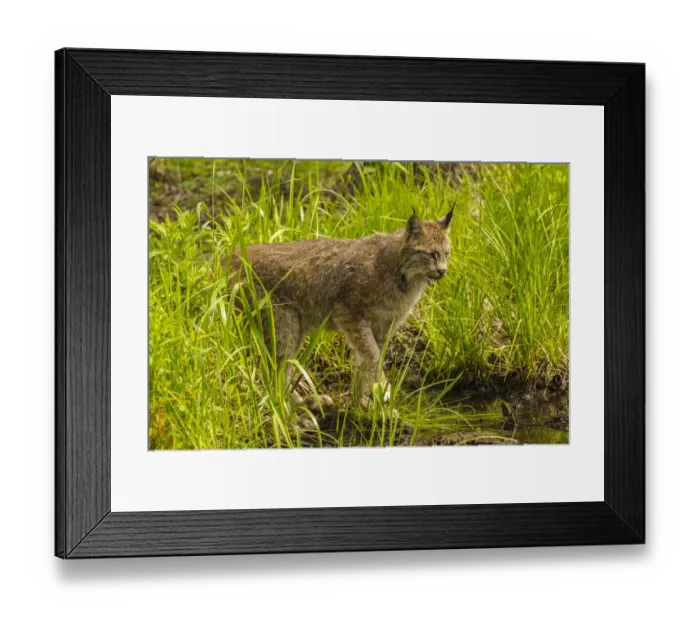 Framed Print : USA, Minnesota, Pine County. Lynx close-up. Credit as: Cathy & Gordon Illg  /  Jaynes