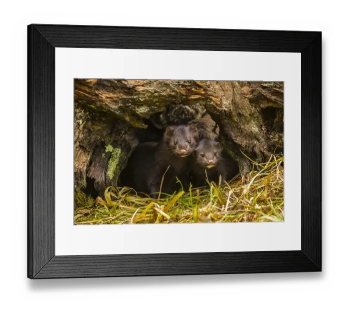 Framed Print : USA, Minnesota, mink in log, captive