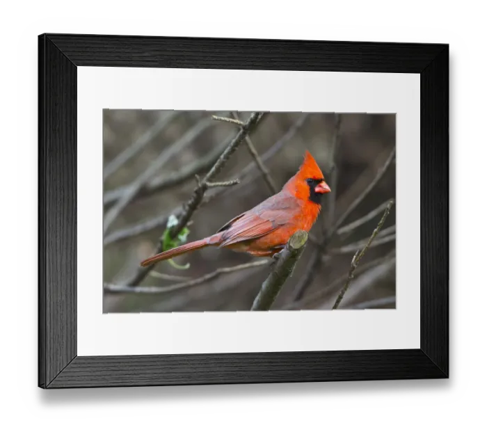 Framed Print : USA, Minnesota, Mendota Heights, Mohican Lane, Northern Cardinal Framed Print : USA, Minnesota, Mendota Heights, Mohican Lane, Northern Cardinal