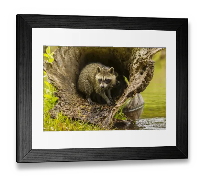 Framed Print : USA, Minnesota, young raccoon in log, captive